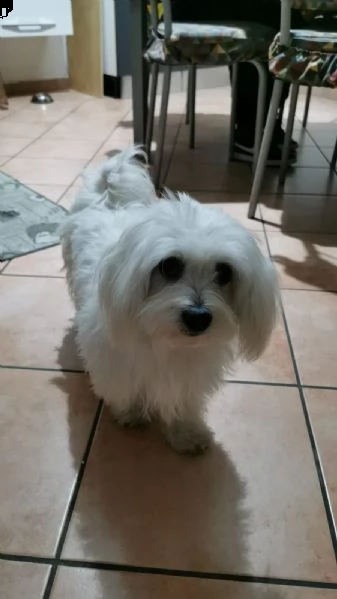 cuccioli maltese maschi | Foto 1