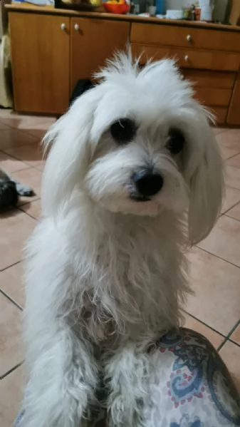 cuccioli maltese maschi | Foto 0