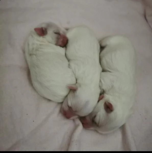 cuccioli maltese maschi