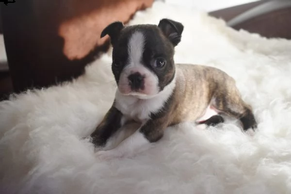 cuccioli boston terrier | Foto 0