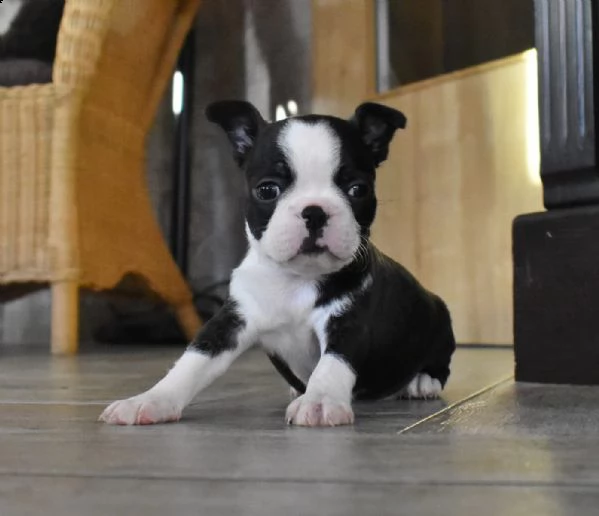 cuccioli boston terrier