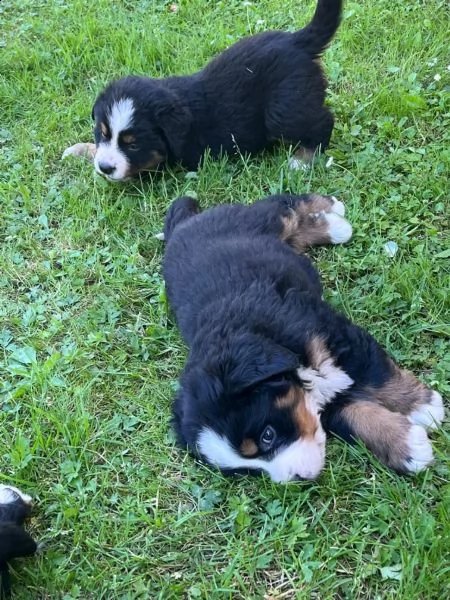 cuccioli di bovaro del bernese | Foto 4