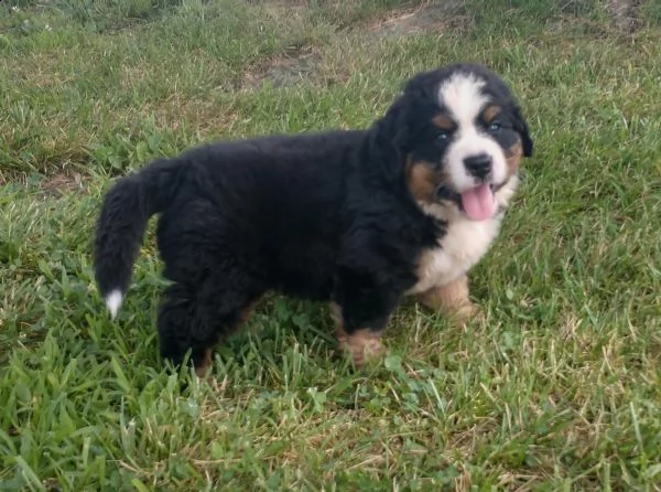 cuccioli di bovaro del bernese | Foto 1