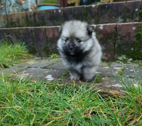 pomerania cuccioli taglia piccola | Foto 5