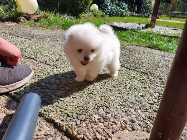 pomerania cuccioli taglia piccola