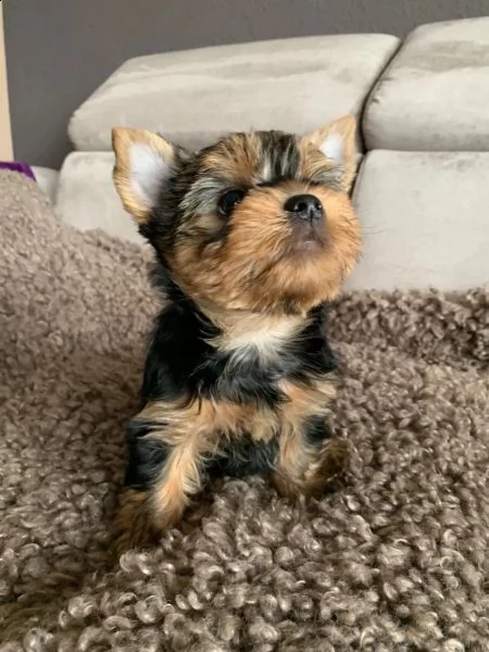 yorkshire nani e minitoy piccoli e meravigliosi | Foto 5