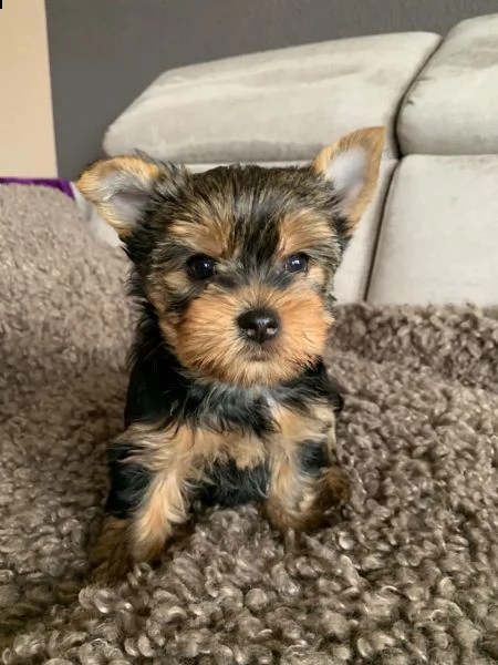 yorkshire nani e minitoy piccoli e meravigliosi | Foto 4
