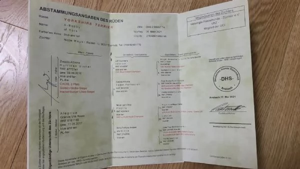 yorkshire nani e minitoy piccoli e meravigliosi