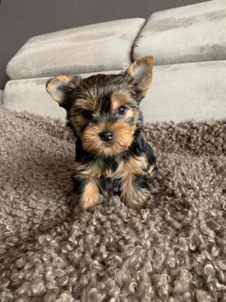 yorkshire nani e minitoy piccoli e meravigliosi | Foto 1