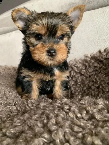 yorkshire nani e minitoy piccoli e meravigliosi | Foto 0