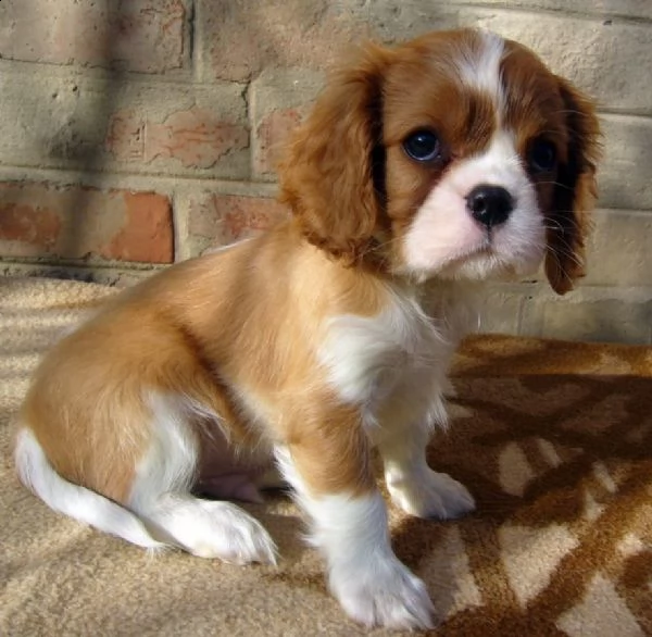 cavalier king charles spaniel con pedigree enci | Foto 2