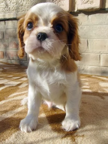 cavalier king charles spaniel con pedigree enci | Foto 1