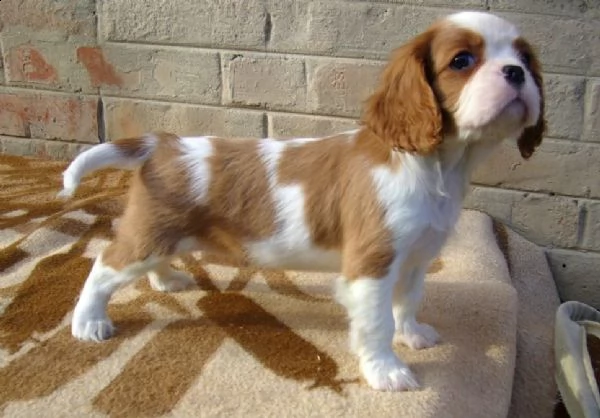 cavalier king charles spaniel con pedigree enci