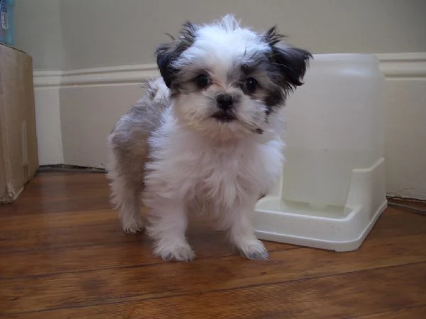 cucciola shih tzu imperiale