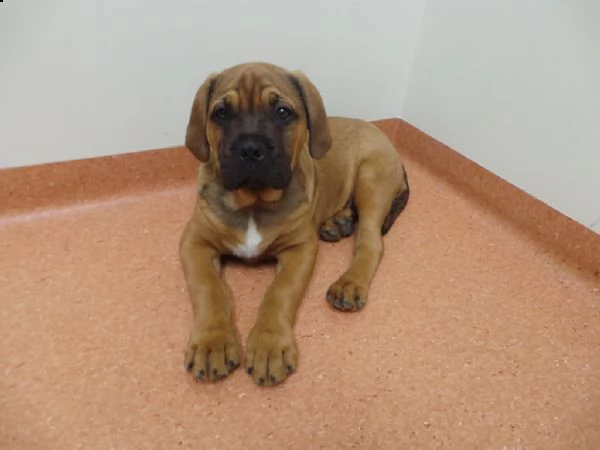 cuccioli di bullmastiff