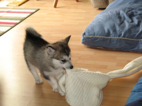 disponibili cuccioli alaskan malamute