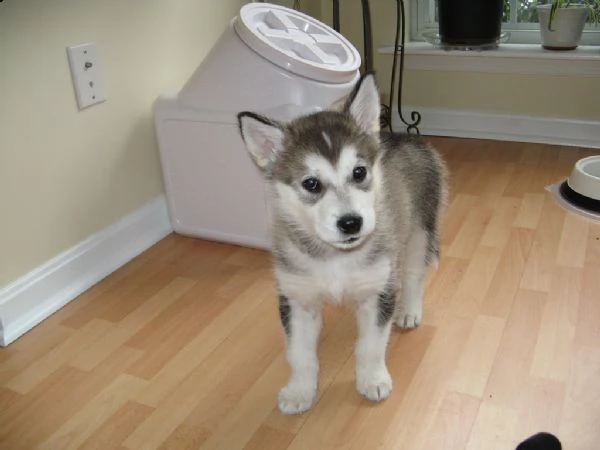 disponibili cuccioli alaskan malamute | Foto 0