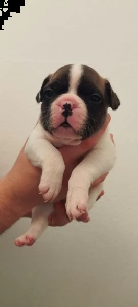 cuccioli bouledogue francese  | Foto 4