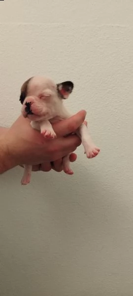 cuccioli bouledogue francese  | Foto 3