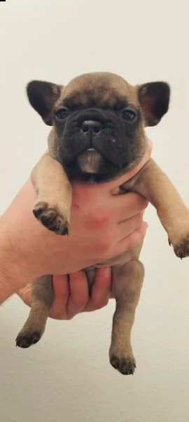 cuccioli bouledogue francese  | Foto 2