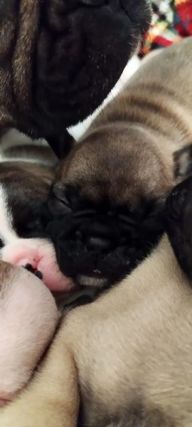 cuccioli bouledogue francese  | Foto 1