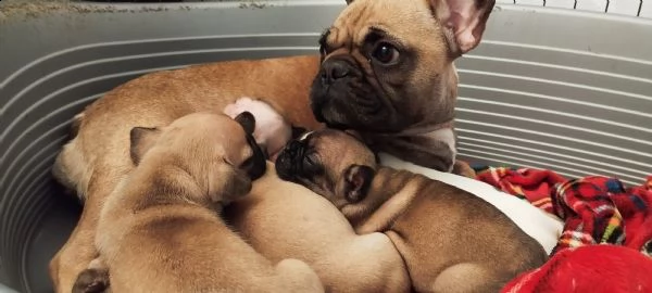 cuccioli bouledogue francese 
