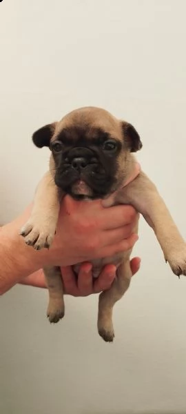 cuccioli bouledogue francese  | Foto 0