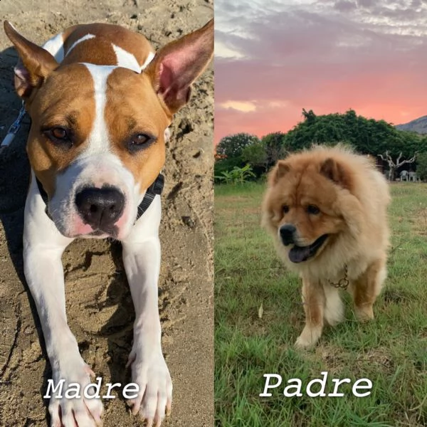 cuccioli di incrocio tra amstaff e chow chow | Foto 6