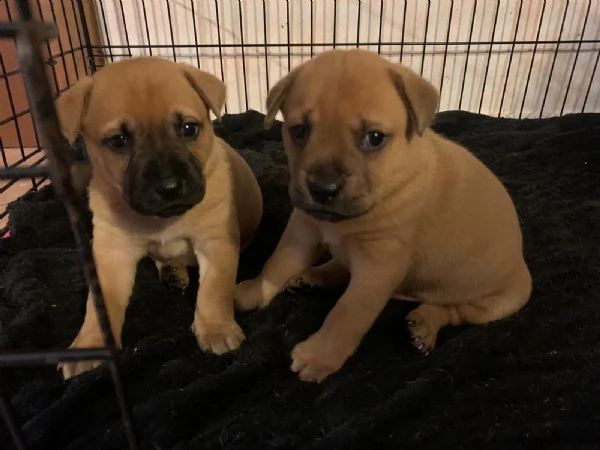 cuccioli di incrocio tra amstaff e chow chow | Foto 5