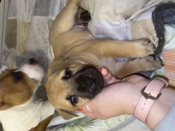 cuccioli di incrocio tra amstaff e chow chow | Foto 4