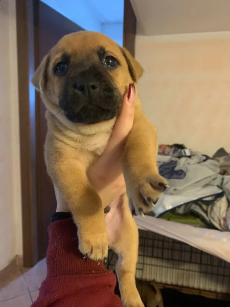 cuccioli di incrocio tra amstaff e chow chow | Foto 3