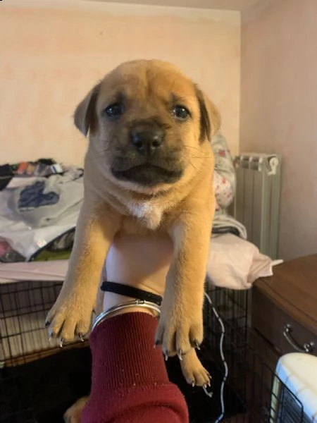 cuccioli di incrocio tra amstaff e chow chow | Foto 2