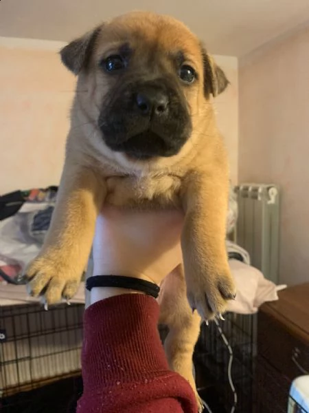 cuccioli di incrocio tra amstaff e chow chow | Foto 1