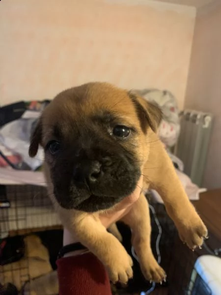 cuccioli di incrocio tra amstaff e chow chow | Foto 0