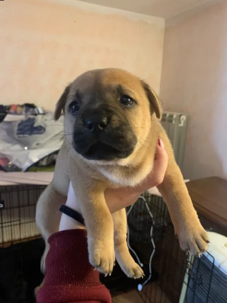 cuccioli di incrocio tra amstaff e chow chow