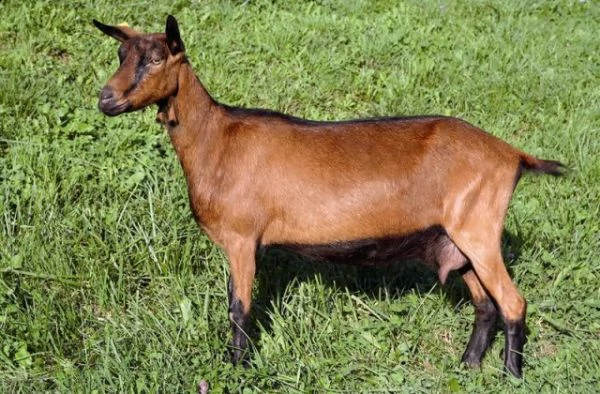 cerco maschio di capra camosciata delle alpi 