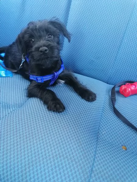 incrocio schnauzer nano maschio 