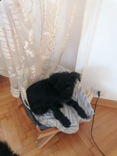 incrocio schnauzer nano maschio  | Foto 2