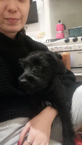 incrocio schnauzer nano maschio  | Foto 1
