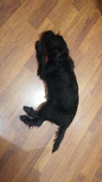 incrocio schnauzer nano maschio  | Foto 0