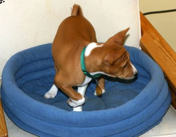 basenji cuccioli disponibili