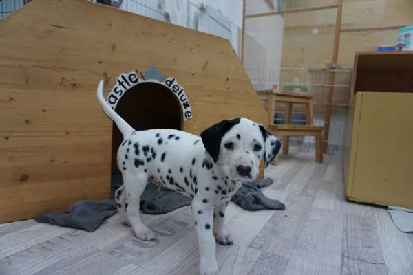 cuccioli dalmata
