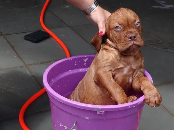 disponibili cuccioli dogue de bordeaux | Foto 0