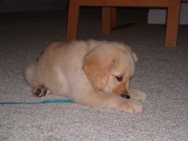 cuccioli di golden retriever