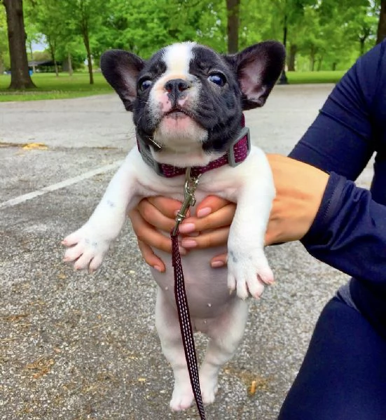 stupendi cuccioli di bouledogue francese | Foto 0