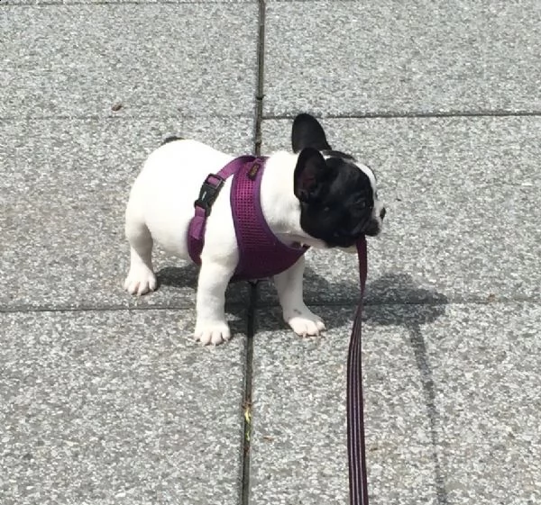 stupendi cuccioli di bouledogue francese