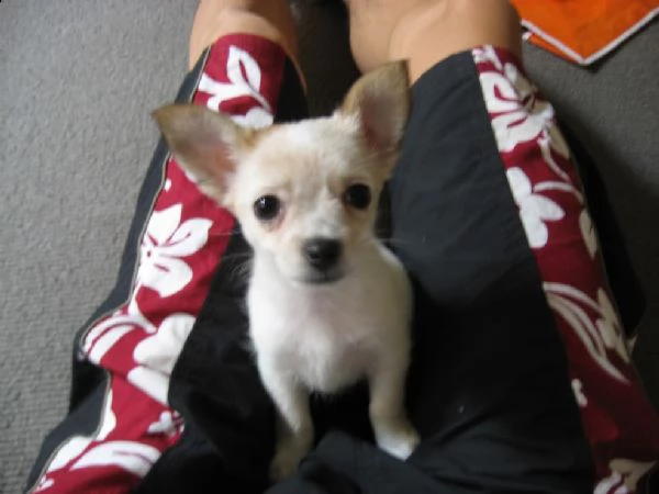 cuccioli di chihuahua