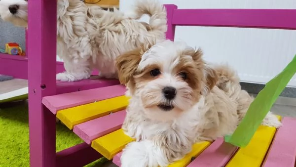 disponibili stupendi cuccioli di havanese