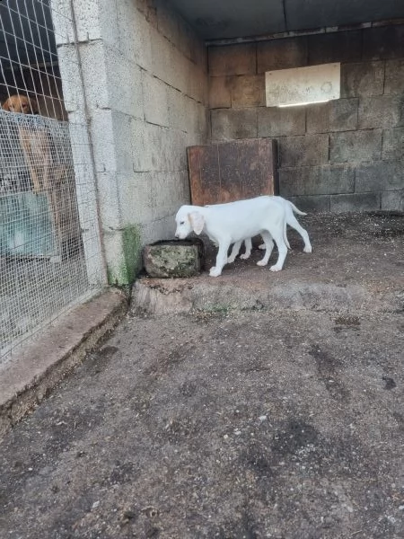 cuccioli segugio istriano | Foto 1
