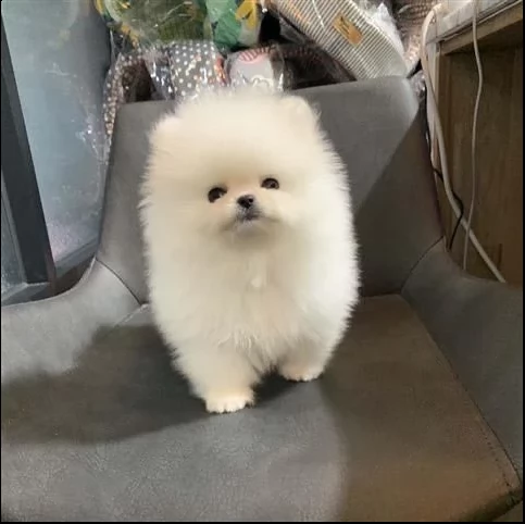 vendesi urgentemente cuccioli di spitz di pomerania | Foto 0